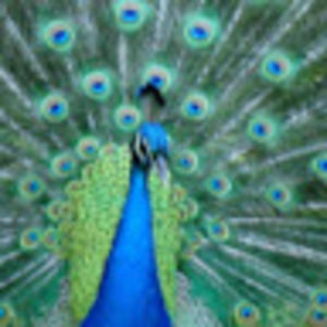 Meet your Posher, Ellen